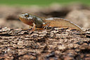 BUITEN BEELD Foto: 331595
