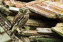 BUITEN BEELD Foto: 331692