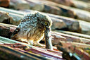 BUITEN BEELD Foto: 331694
