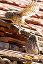 BUITEN BEELD Foto: 331711
