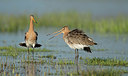 BUITEN BEELD Foto: 331748