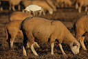 BUITEN BEELD Foto: 332217
