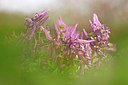 BUITEN BEELD Foto: 332226