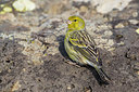 BUITEN BEELD Foto: 332381