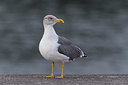 BUITEN BEELD Foto: 332385