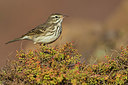 BUITEN BEELD Foto: 332396