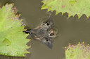 BUITEN BEELD Foto: 332487