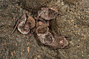 BUITEN BEELD Foto: 332500