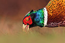 BUITEN BEELD Foto: 332544