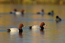 BUITEN BEELD Foto: 332547