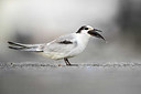 BUITEN BEELD Foto: 332572