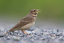 BUITEN BEELD Foto: 332581