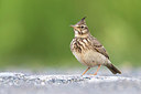 BUITEN BEELD Foto: 332584