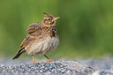BUITEN BEELD Foto: 332587
