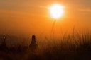 BUITEN BEELD Foto: 332624