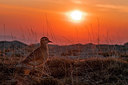 BUITEN BEELD Foto: 332625
