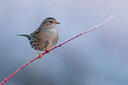 BUITEN BEELD Foto: 332644