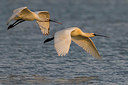 BUITEN BEELD Foto: 332689