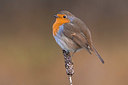 BUITEN BEELD Foto: 332720