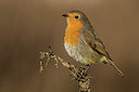 BUITEN BEELD Foto: 332722