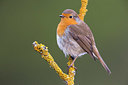 BUITEN BEELD Foto: 332723