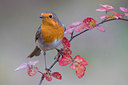 BUITEN BEELD Foto: 332724