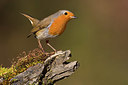BUITEN BEELD Foto: 332725