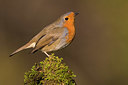 BUITEN BEELD Foto: 332727