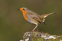 BUITEN BEELD Foto: 332729