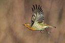 BUITEN BEELD Foto: 332739
