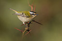 BUITEN BEELD Foto: 332838