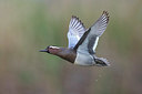 BUITEN BEELD Foto: 332853