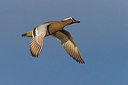 BUITEN BEELD Foto: 332854