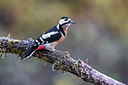 BUITEN BEELD Foto: 332875