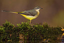 BUITEN BEELD Foto: 332910