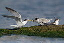 BUITEN BEELD Foto: 332935