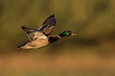 BUITEN BEELD Foto: 332943