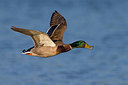 BUITEN BEELD Foto: 332946