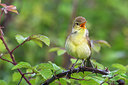 BUITEN BEELD Foto: 332955