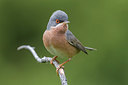 BUITEN BEELD Foto: 332961