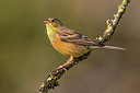 BUITEN BEELD Foto: 332975