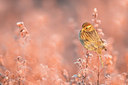 BUITEN BEELD Foto: 333020