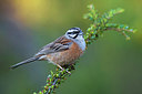 BUITEN BEELD Foto: 333036
