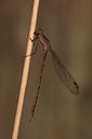 BUITEN BEELD Foto: 333150