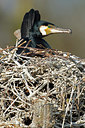 BUITEN BEELD Foto: 333184