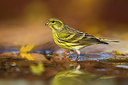 BUITEN BEELD Foto: 333230