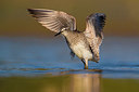 BUITEN BEELD Foto: 333331