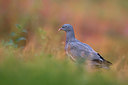 BUITEN BEELD Foto: 333348
