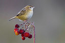 BUITEN BEELD Foto: 333361