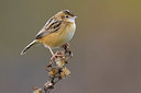 BUITEN BEELD Foto: 333365
